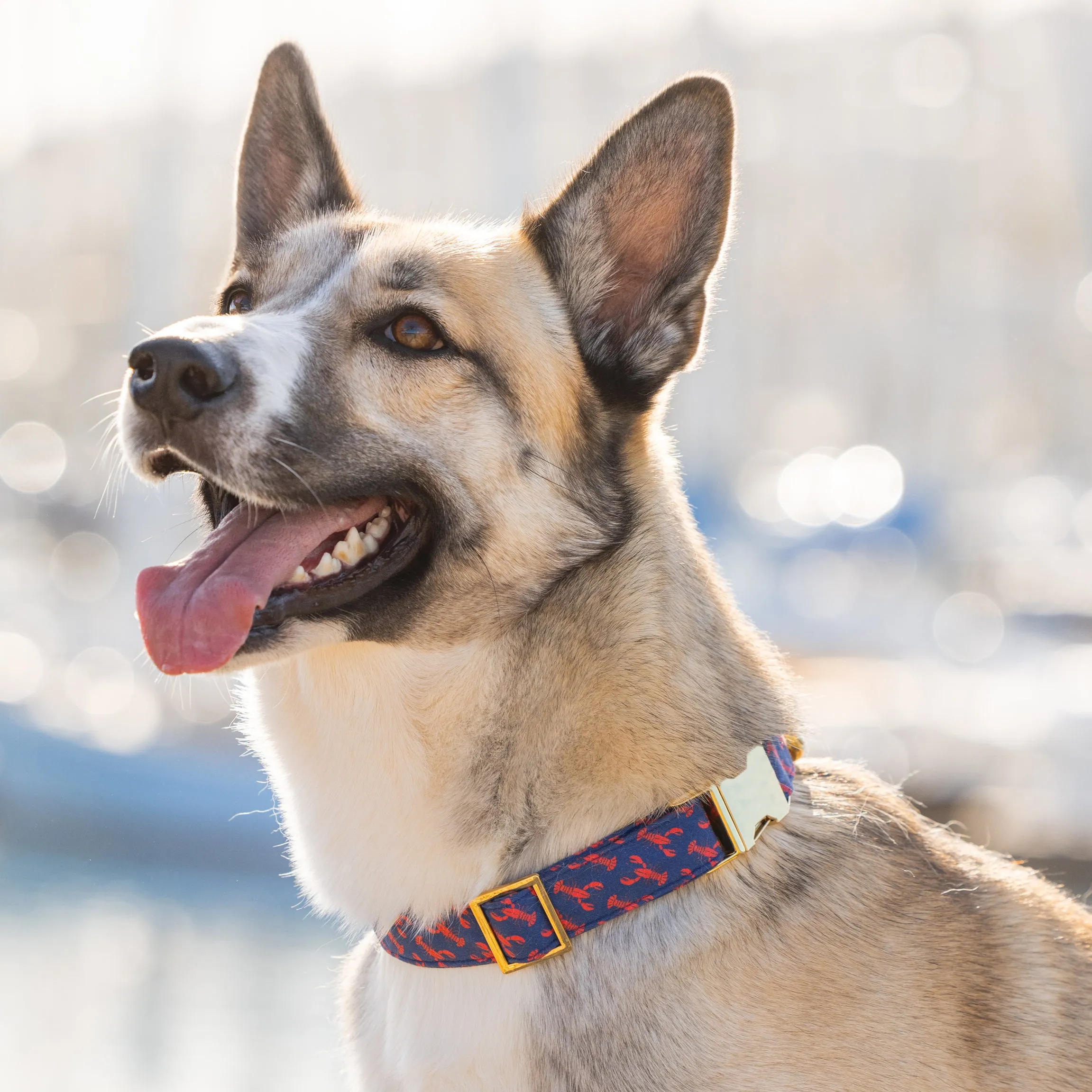 Catch of the Day Collar Walk Set