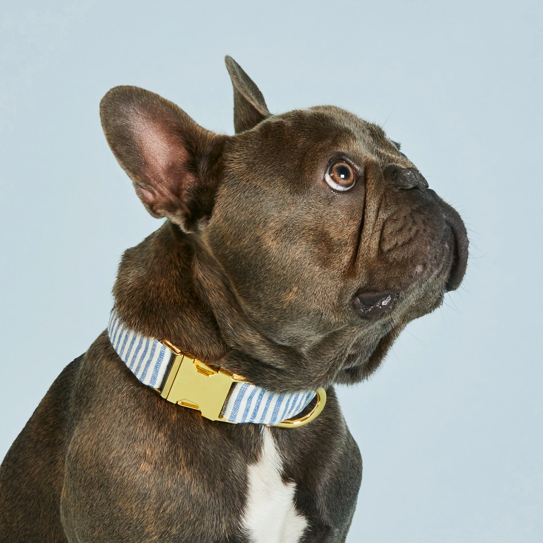 Lake Blue Stripe Collar Walk Set